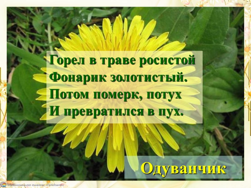 Одуванчик Горел в траве росистой Фонарик золотистый. Потом померк, потух И превратился в пух.